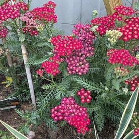 Photo of the plant species Fernleaf Yarrow by @WinsomeLoquat38 named Lavender on Greg, the plant care app
