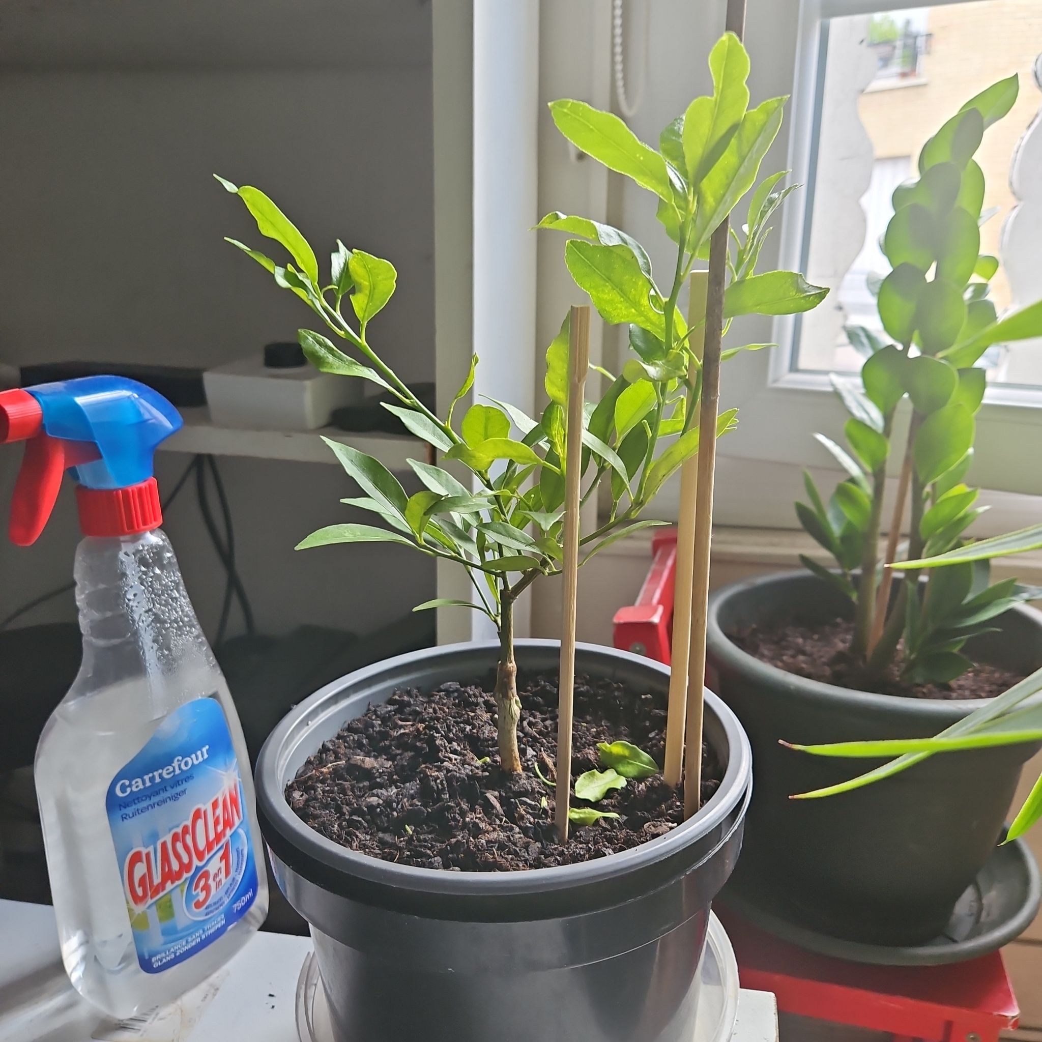 Photo of the plant species calamondin tree by @VipAjwain19 named Rainier on Greg, the plant care app