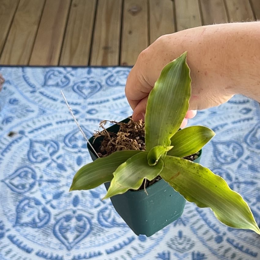 Photo of the plant species Bright Star Murdannia by @HandsomeKanna26 named Nithin on Greg, the plant care app
