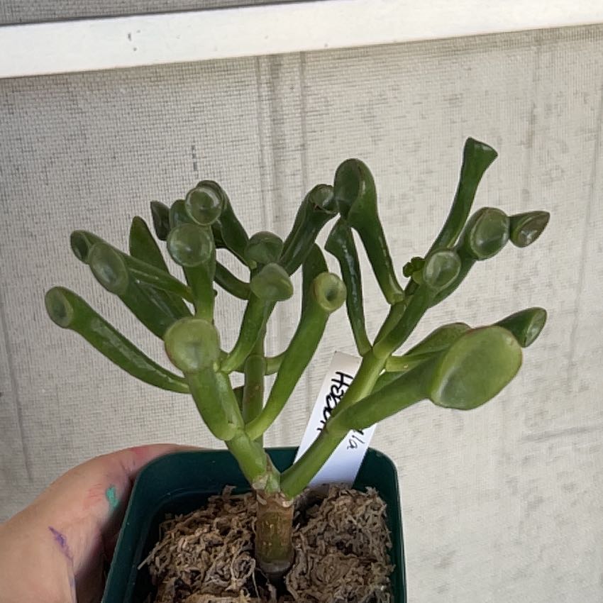 Photo of the plant species Trumpet by @HandsomeKanna26 named Achilles on Greg, the plant care app