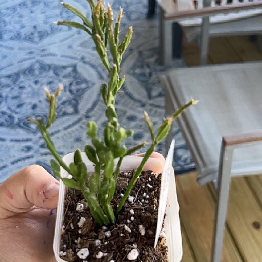 Photo of the plant species misteltoe cactus by @HandsomeKanna26 named Homer on Greg, the plant care app