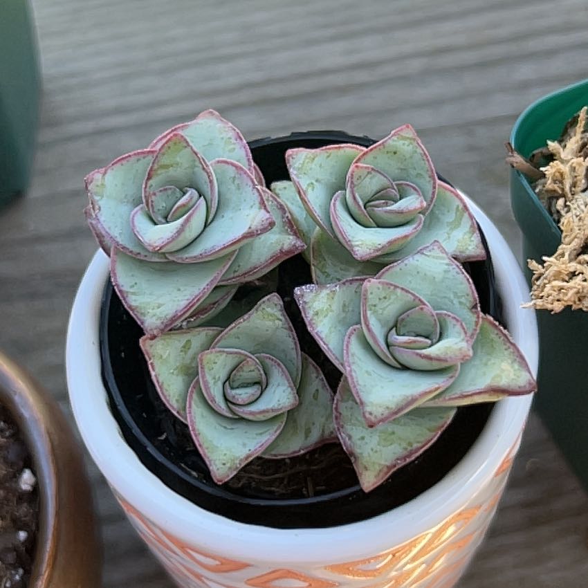Photo of the plant species Ivory Towers Crassula by @HandsomeKanna26 named Marilyn on Greg, the plant care app