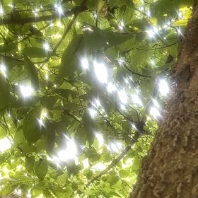 Photo of the plant species European Hackberry by @NiceNeontetra73 named Hemingway on Greg, the plant care app