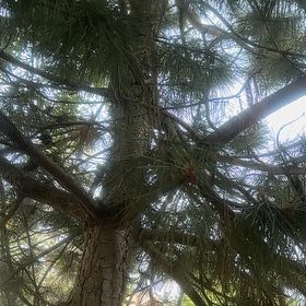 Photo of the plant species Torrey Pine by @NiceNeontetra73 named Spike Leaves on Greg, the plant care app