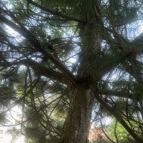 Photo of the plant species Torrey Pine by @NiceNeontetra73 named Achilles on Greg, the plant care app