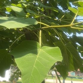 Photo of the plant species Chinese Parasol Tree by @NiceNeontetra73 named Demi on Greg, the plant care app