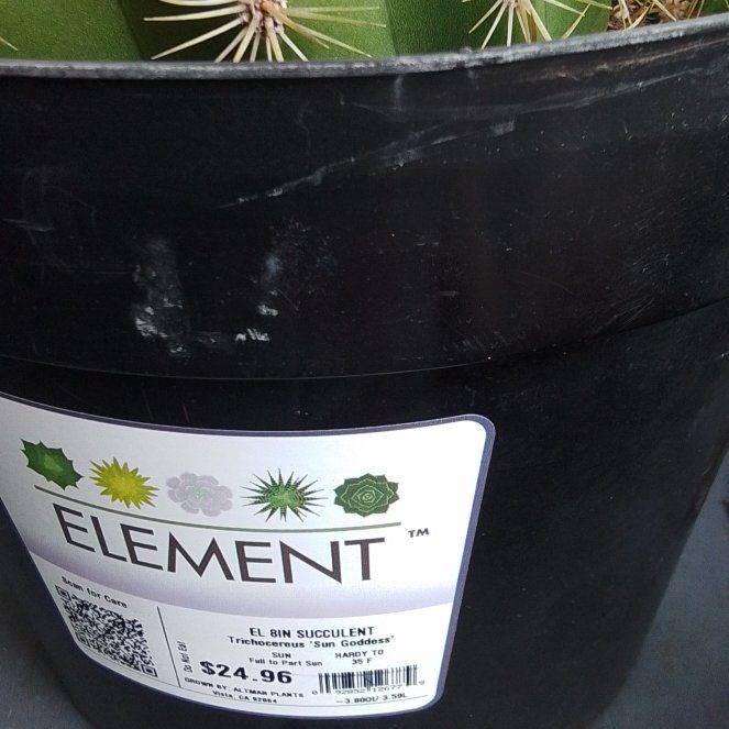 Photo of the plant species Trichocereus 'Sun Goddess' by @HunkyCorn25 named Nemo on Greg, the plant care app