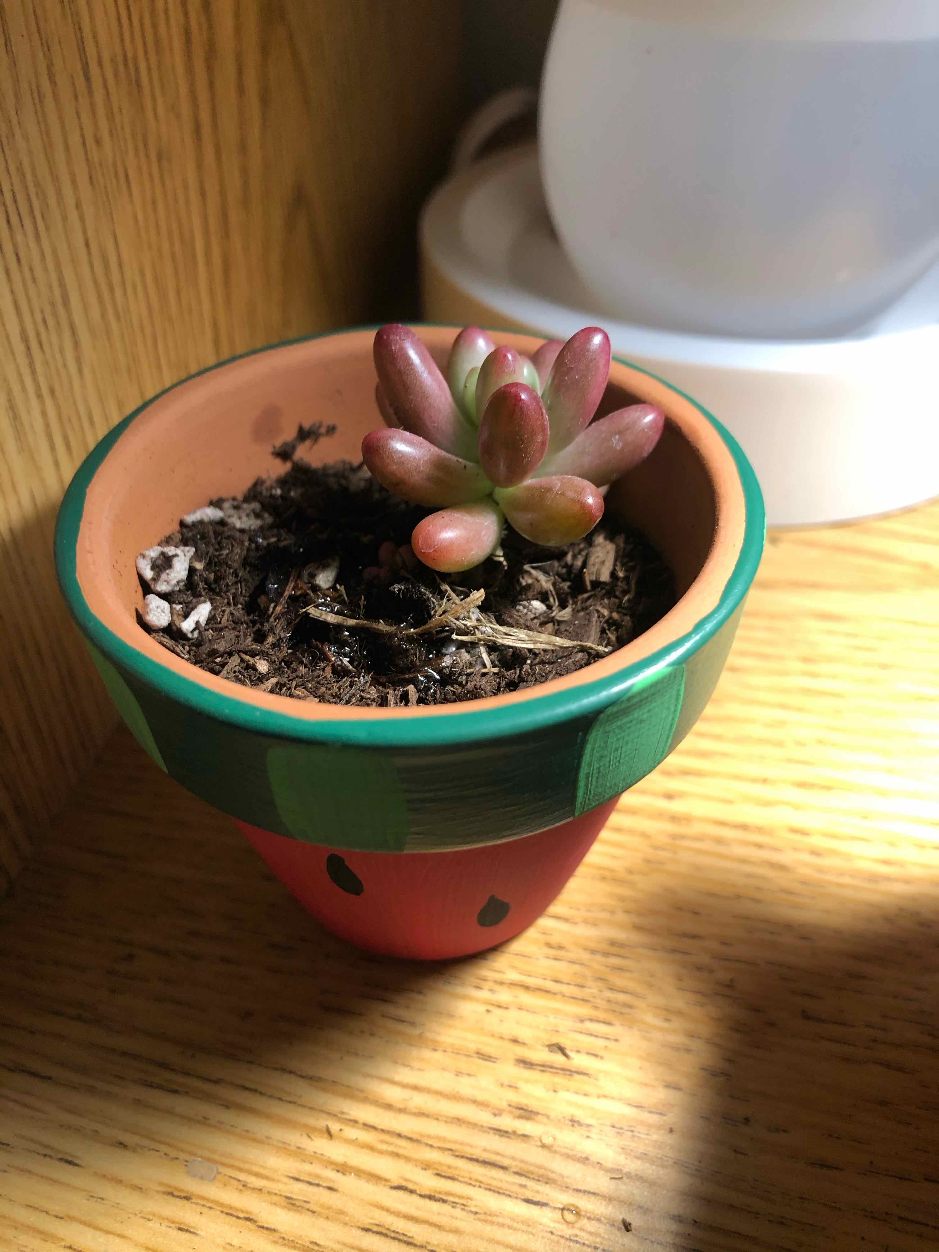 Aurora Pink Jelly Bean succulent in a decorative pot with visible soil.