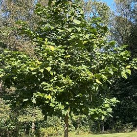 Photo of the plant species Catalpa by @NiftyPuriri42 named Kardashian on Greg, the plant care app