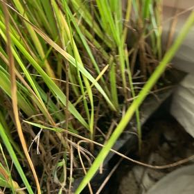 Photo of the plant species Smooth Cordgrass by @NiceChamise11 named Bella on Greg, the plant care app