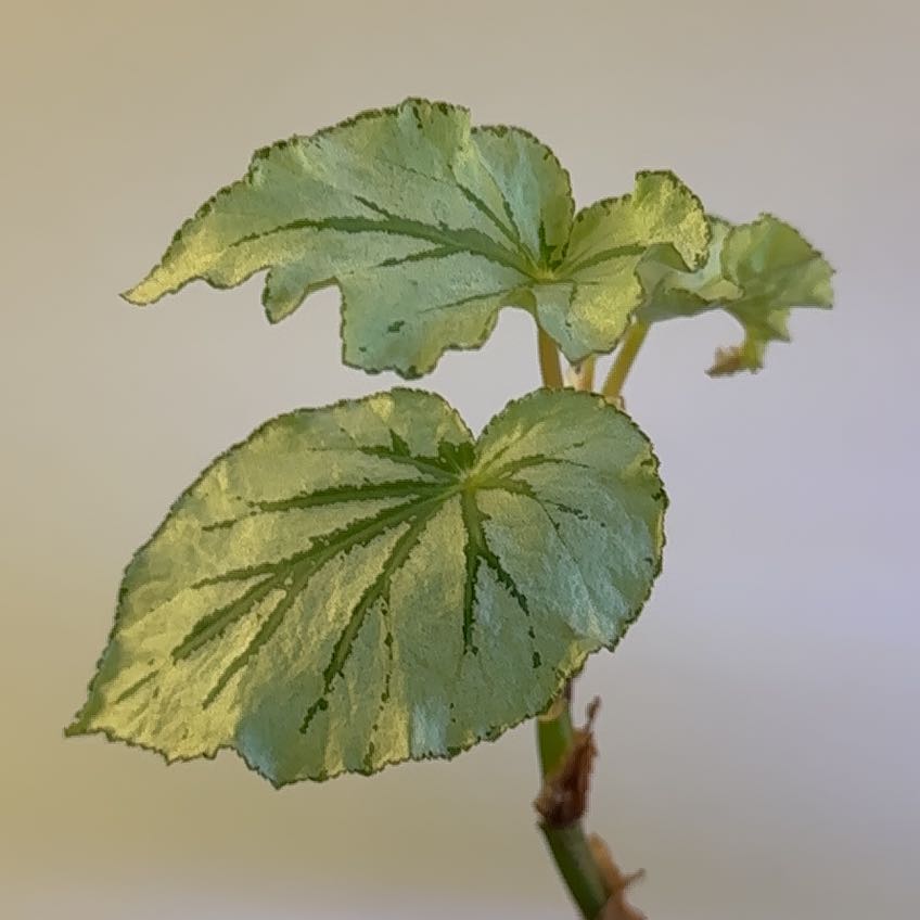 Photo of the plant species Looking Glass Cane Begonia by @GrandmaWolf named Mando on Greg, the plant care app