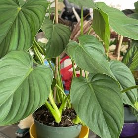 Photo of the plant species Philodendron Peltatum by @ManlyBroom88 named Demi on Greg, the plant care app