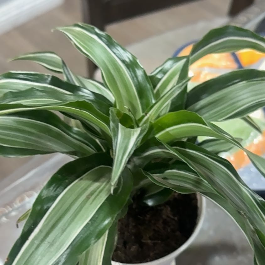 Photo of the plant species Dracaena Kanzi by @ManlyBroom88 named Forrest on Greg, the plant care app