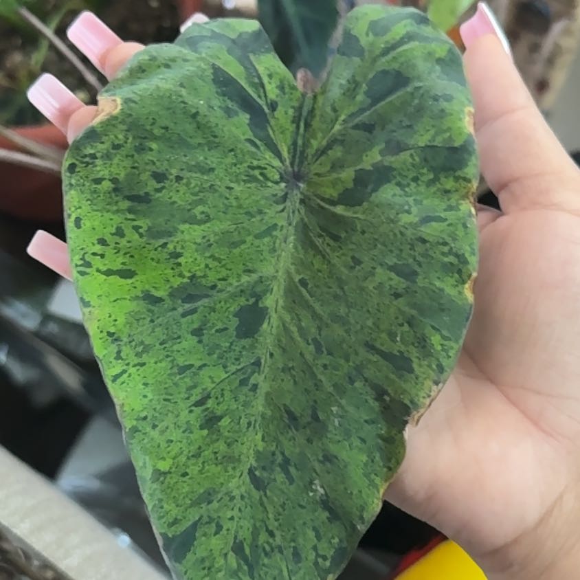 Photo of the plant species Taro 'Mojito' by @ManlyBroom88 named Bieber on Greg, the plant care app