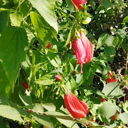 Photo of the plant species Crimsoneyed Rosemallow by @SkilledMint92 named Maya on Greg, the plant care app