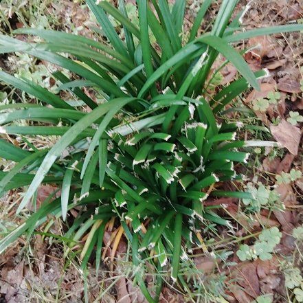 Photo of the plant species Snowdrop by @SkilledMint92 named Harry on Greg, the plant care app