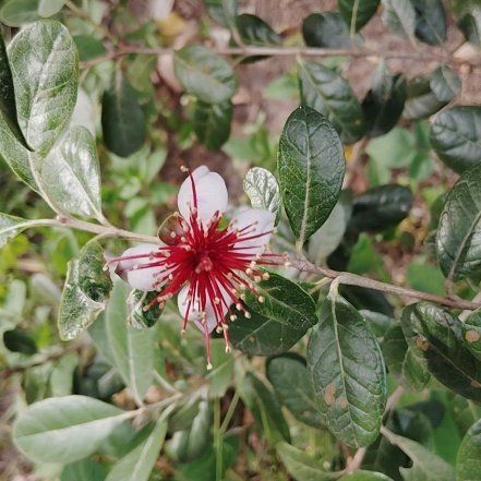 Photo of the plant species Pineapple Guava by @SkilledMint92 named Pax on Greg, the plant care app