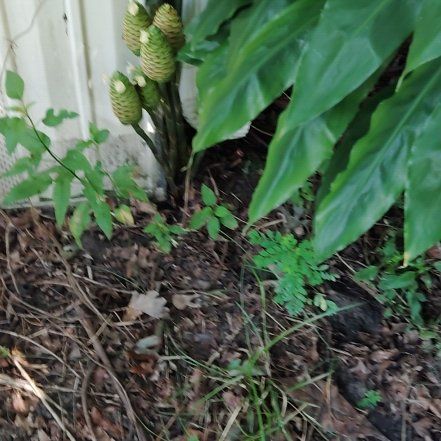 Photo of the plant species Bitter Ginger by @SkilledMint92 named Apollo on Greg, the plant care app