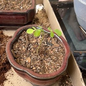Photo of the plant species Sophora Japonica by @AmusingGinger70 named Soph on Greg, the plant care app