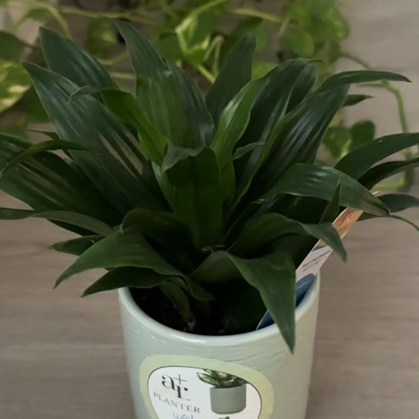 Photo of the plant species Janet Craig Plant by @HolyDidelta64 named Harmony on Greg, the plant care app