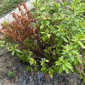Photo of the plant species Western Azalea by @HolyDidelta64 named Marley on Greg, the plant care app
