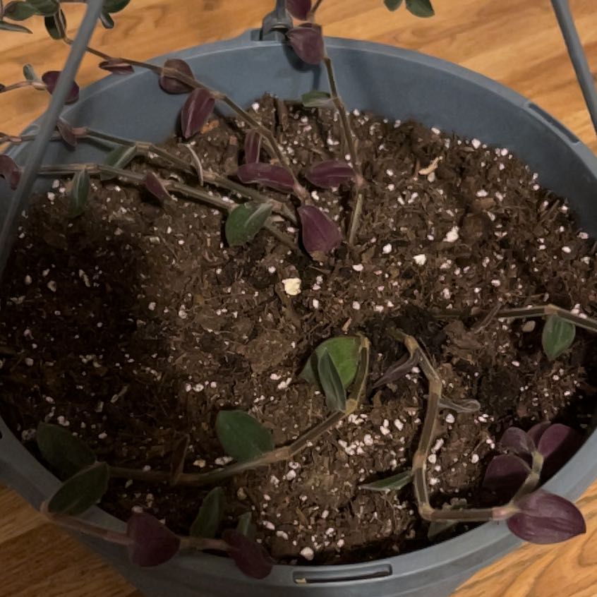 Photo of the plant species Turtle Vine 'Pink Lady' by @mothmanXD named Odessa on Greg, the plant care app