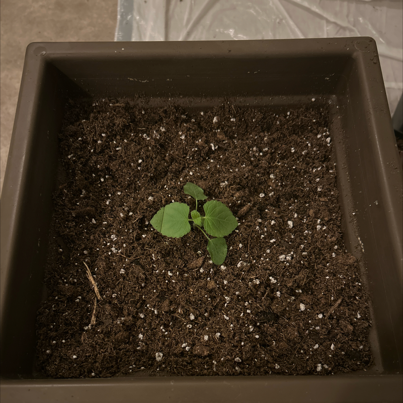 Photo of the plant species Hummingbird Sage by @mothmanXD named Marina on Greg, the plant care app