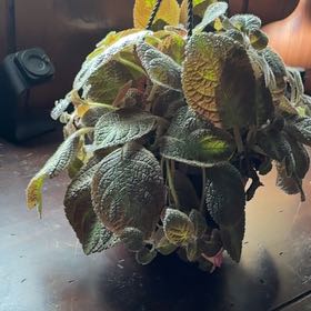 Photo of the plant species Episcia 'Pink Panther' by @LikableBluerose named Planty on Greg, the plant care app