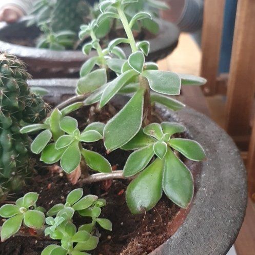 Photo of the plant species Aichryson by @Scotchleaf named Sprig on Greg, the plant care app