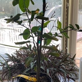 Photo of the plant species Calamondin kumquat by @Lordreptilicus named Denali on Greg, the plant care app