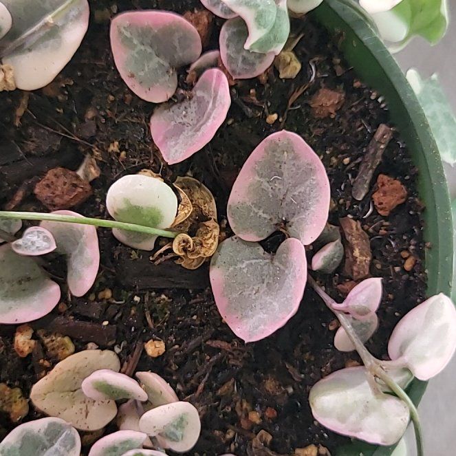 Photo of the plant species String of Hearts by @YardBibi32 named Miley on Greg, the plant care app