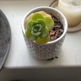 Photo of the plant species Aeonium 'Lily Pad' by @GrandDaisy89 named Trigger on Greg, the plant care app