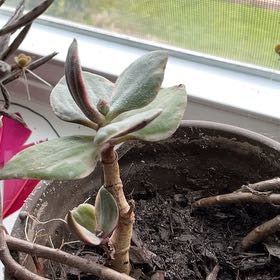 Photo of the plant species 'Lemon & Lime' Jade Plant by @GrandDaisy89 named Cleopatra on Greg, the plant care app
