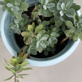 Photo of the plant species Mountain Fire Senecio by @GrandDaisy89 named Fernie Mercury on Greg, the plant care app