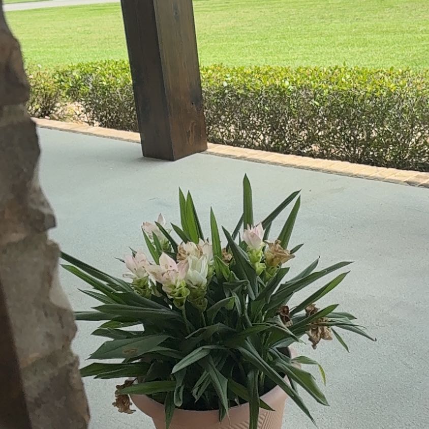 Photo of the plant species Flowering Ginger by @ActualAlbo39 named Leonardo on Greg, the plant care app