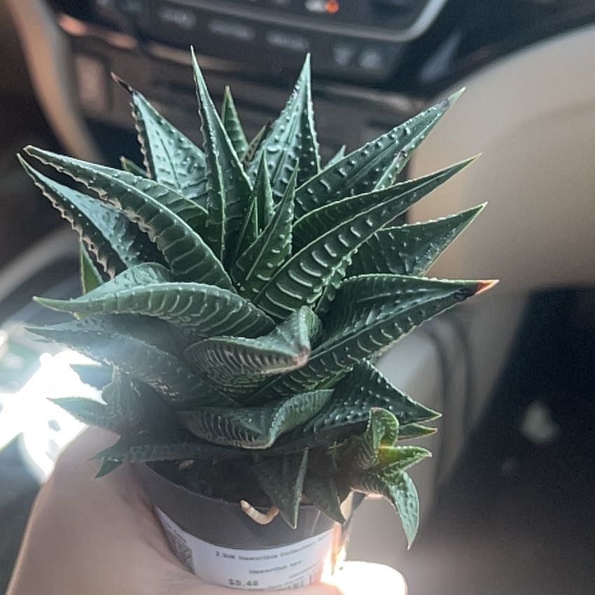 Photo of the plant species Assorted Haworthia by @WeightyBanana76 named Planty on Greg, the plant care app