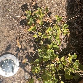 Photo of the plant species Colorado Four O'Clock by @StarCostmary93 named Denali on Greg, the plant care app