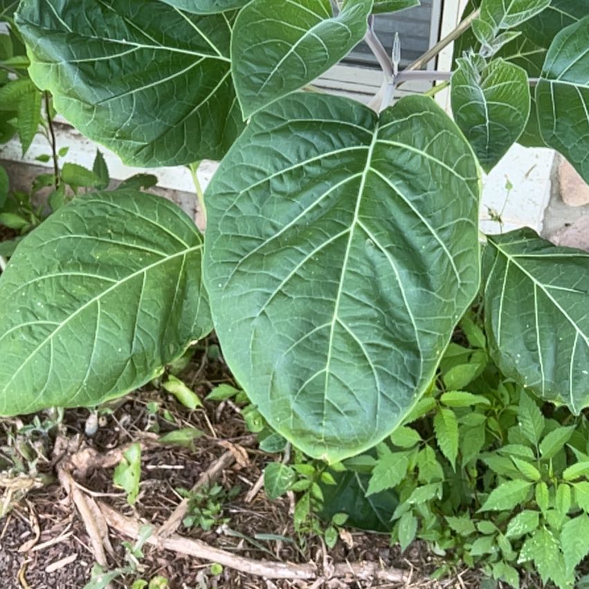 Photo of the plant species Tamarillo by @UnafraidAster21 named Michelle Branch on Greg, the plant care app