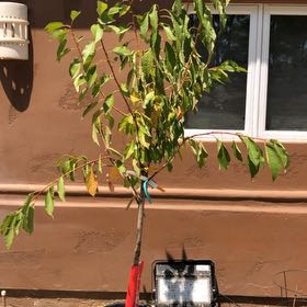 Photo of the plant species Bing Cherry Tree by @GivingPalqui65 named Fernie Saunders on Greg, the plant care app