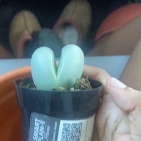 Photo of the plant species Argyroderma delaetii by @UpbeatSkimmia named Winston on Greg, the plant care app