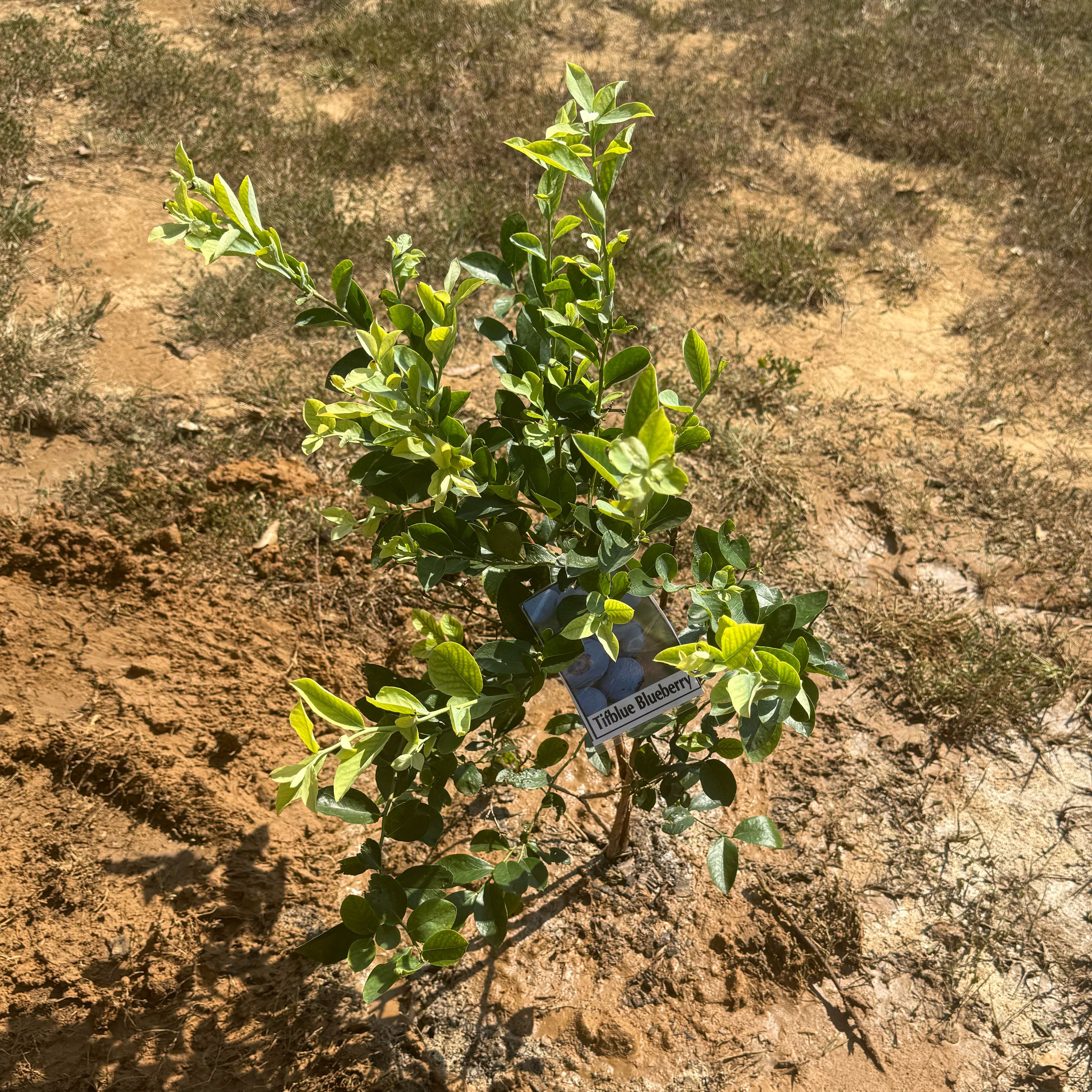 Photo of the plant species Tifblue Blueberry Bush by @YesAnacua68 named Curie on Greg, the plant care app
