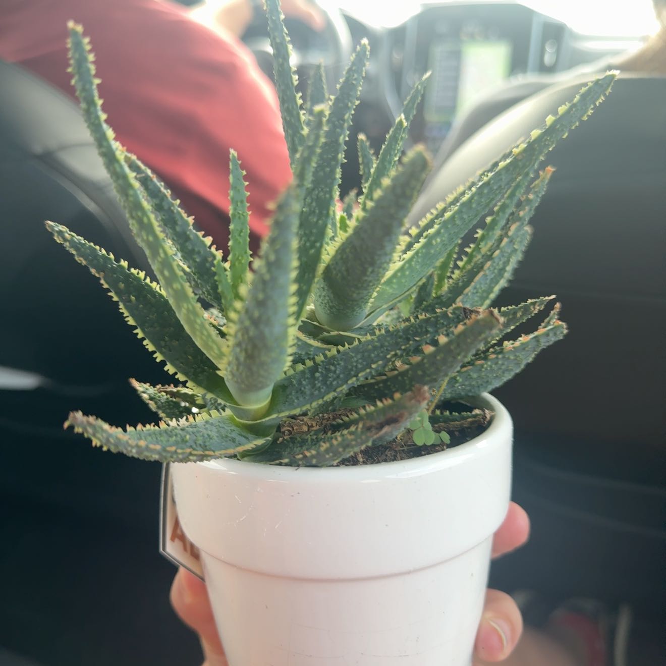 Photo of the plant species Aloe 'Lavender Star' by @YesAnacua68 named Zion on Greg, the plant care app