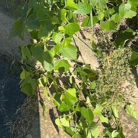 Photo of the plant species False Grape by @YesAnacua68 named Muhammad Ali on Greg, the plant care app