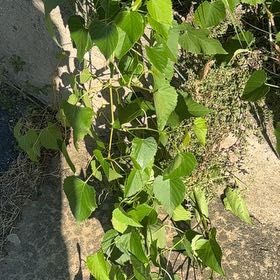 Photo of the plant species False Grape by @YesAnacua68 named Orlando Bloom on Greg, the plant care app