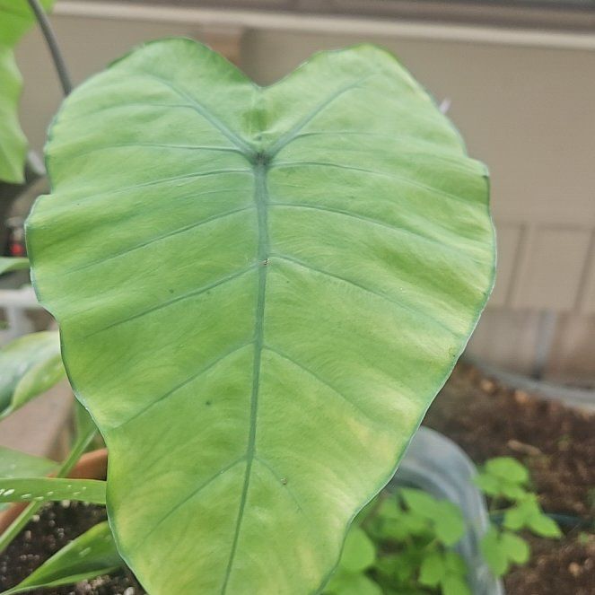 Photo of the plant species Colocasia 'Heart of the Jungle' by @DeanMoss62 named Prince on Greg, the plant care app