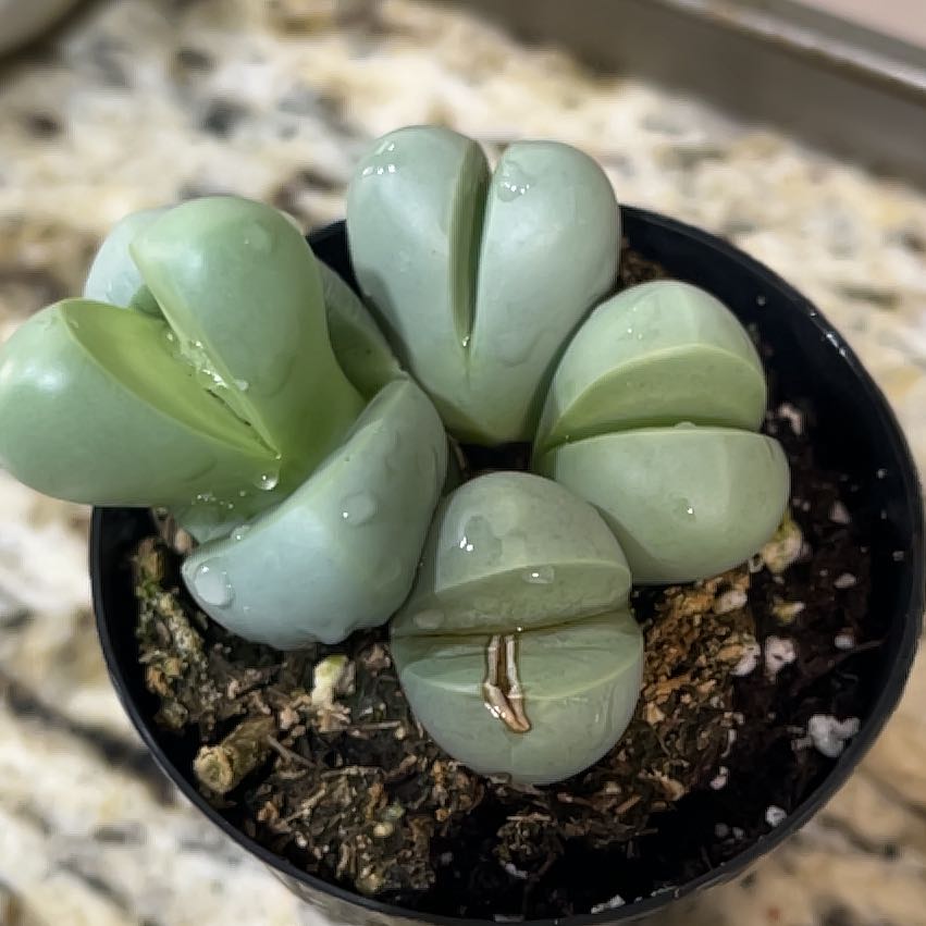 Photo of the plant species Argyroderma pearsonii by @SmoothSunstar named Delilah on Greg, the plant care app