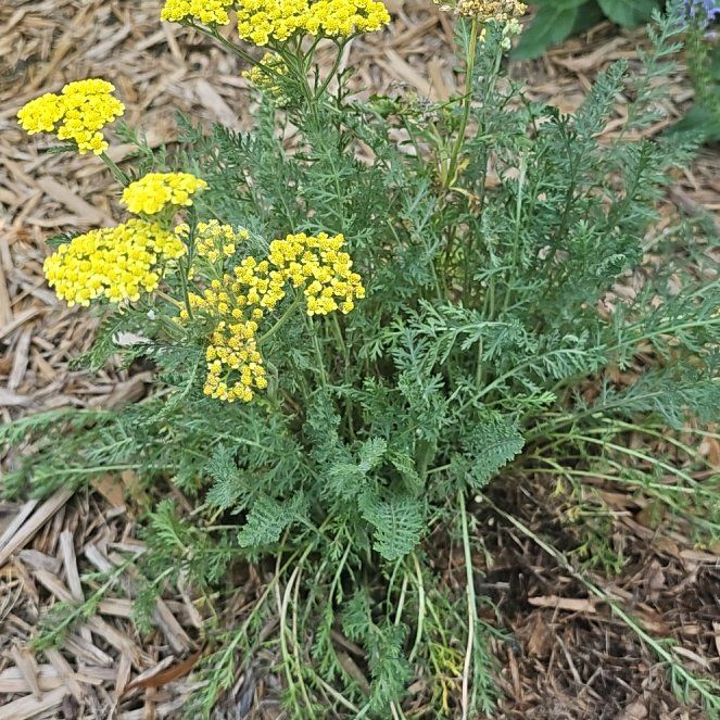 Photo of the plant species Fernleaf Yarrow by @DapperFicus88 named Kobe on Greg, the plant care app