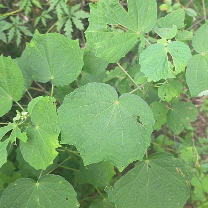 Photo of the plant species kawakawa by @AceRemuremu76 named Sanders on Greg, the plant care app