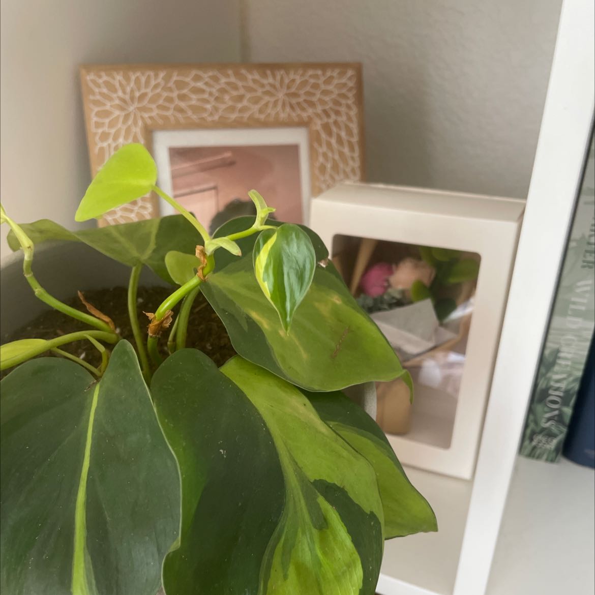 Brazil Philodendron plant with healthy green leaves on a shelf with decorative items.