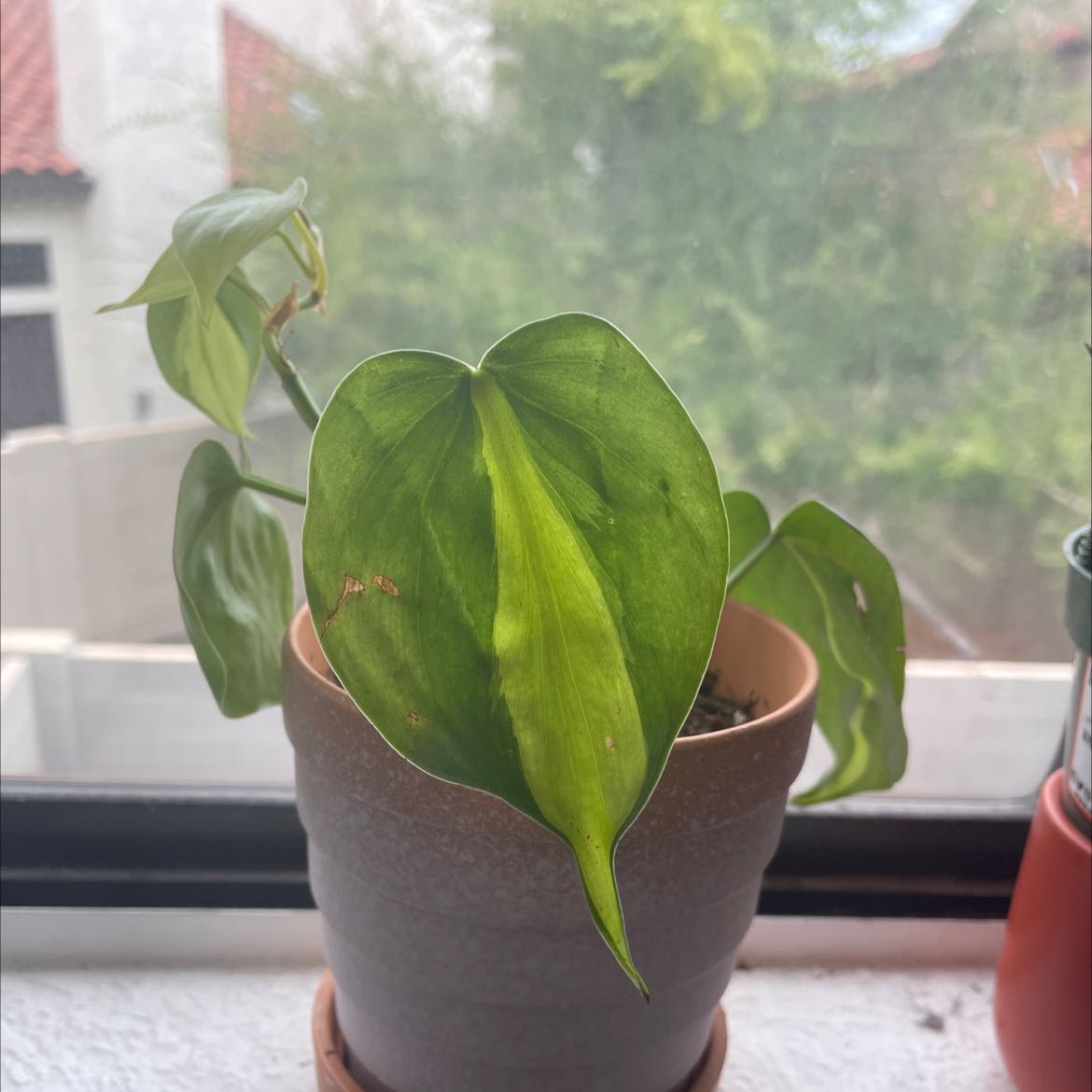 Brazil Philodendron plant in a pot on a windowsill with some leaf browning.